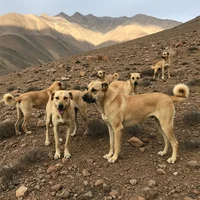 Iranian sarabi dog 