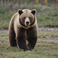 Brutus Bear