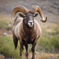 Bruno Bighorn Bertie