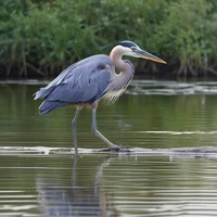 Heron Brothers
