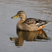 Kiki Mallard