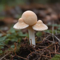 hipnotic Fungi
