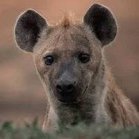 Poised Hyena