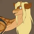 Zafta the giraffe