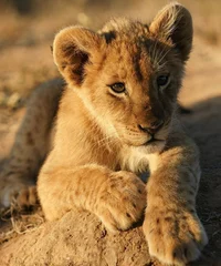 Lion cub