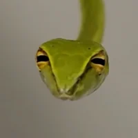 judgemental shoelace