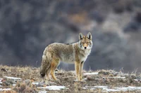 Coyote