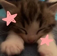 Useable for requests