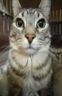 1 - Request for bots