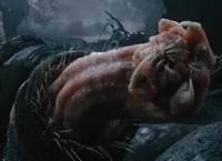 Carnictis