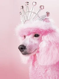 Poodle Princess