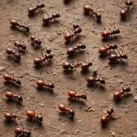Ant Colony REV1