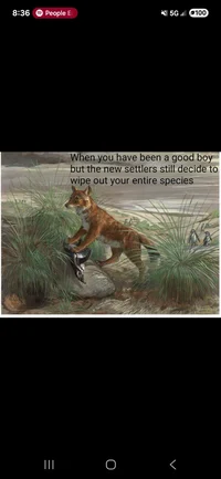 Falkland Island wolf