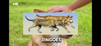 Dingo
