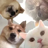 COD GroupChat