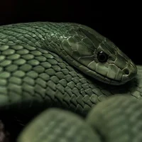 Slytherin-3
