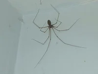 Cellar Spider