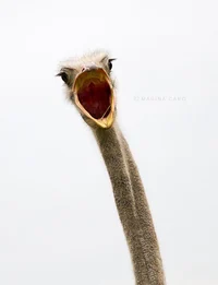 Ostrich