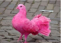 PinkPigeon