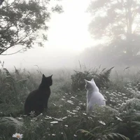 Forest Cats -Not WC-