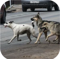 Stray dog pack