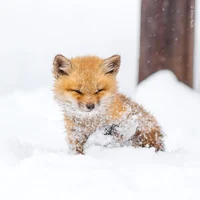 Fox