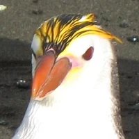 Royal penguin