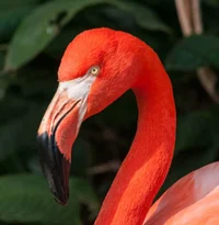 flamingo