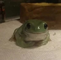 Froggie