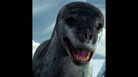 Leopard Seal 