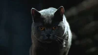 Smokey the Cat
