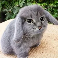 Cabbit