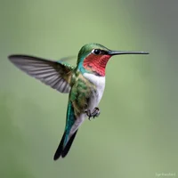 Humming Bird