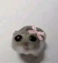 Arrogant Hamster