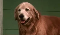 Shadow the Dog