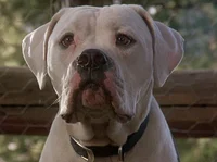 Chance the Dog