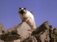 Sassy the Cat