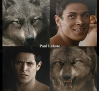 Twilight wolf pack