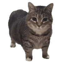 Nuka