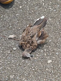 Dead Bird