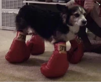 Boxing Dog RP
