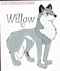 Willow