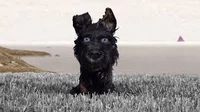 Chief - Isle Of Dogs