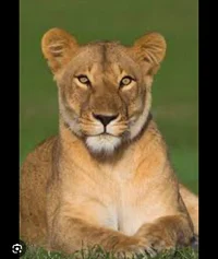 Lioness