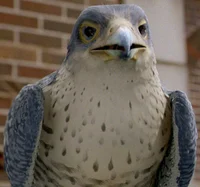 Falcon