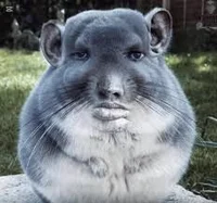 Wise Chinchilla