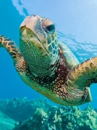 Green Sea Turtle