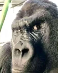 Gorilla