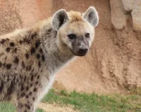 Hyena