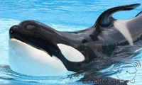 Katina the Orca